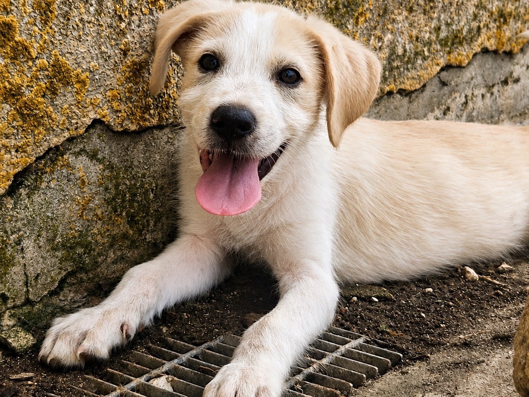 Adotta un cane, maschio, 3 mesi, Trapani