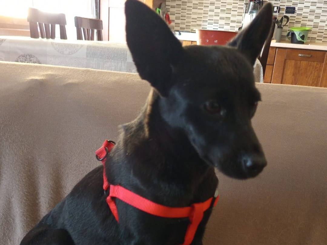 Adozione cane, femmina, Razza sconosciuta Razza sconosciuta, 2 anni, taglia piccola, Avellino
