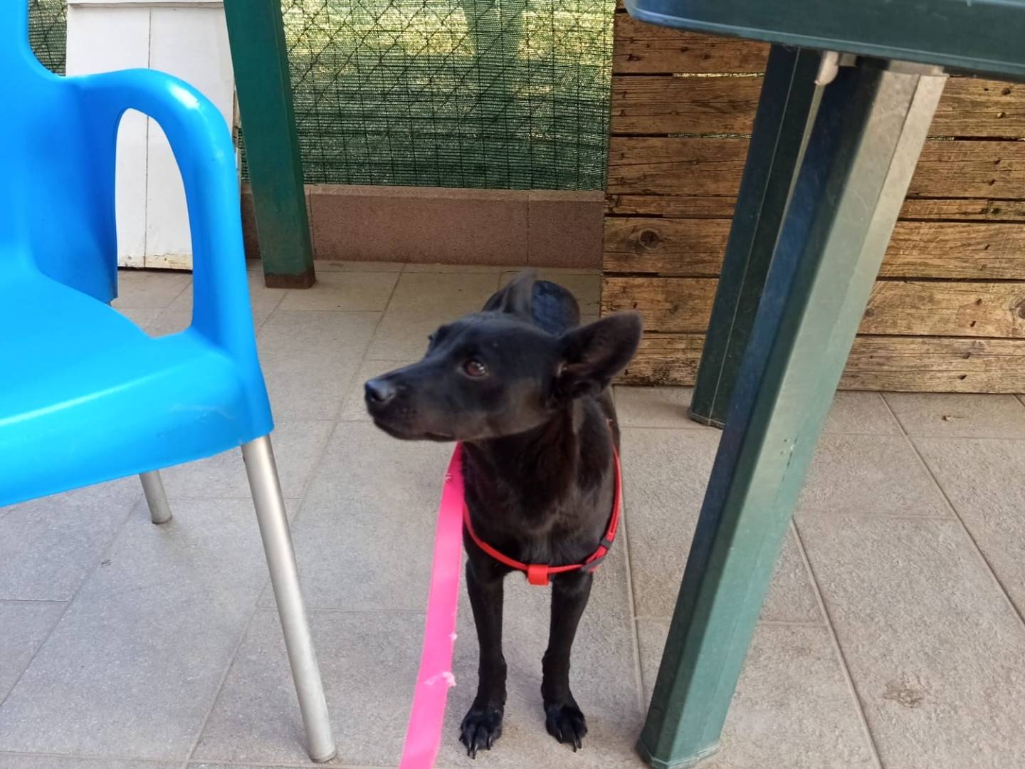 Adotta un cane, femmina, 2 anni, Avellino