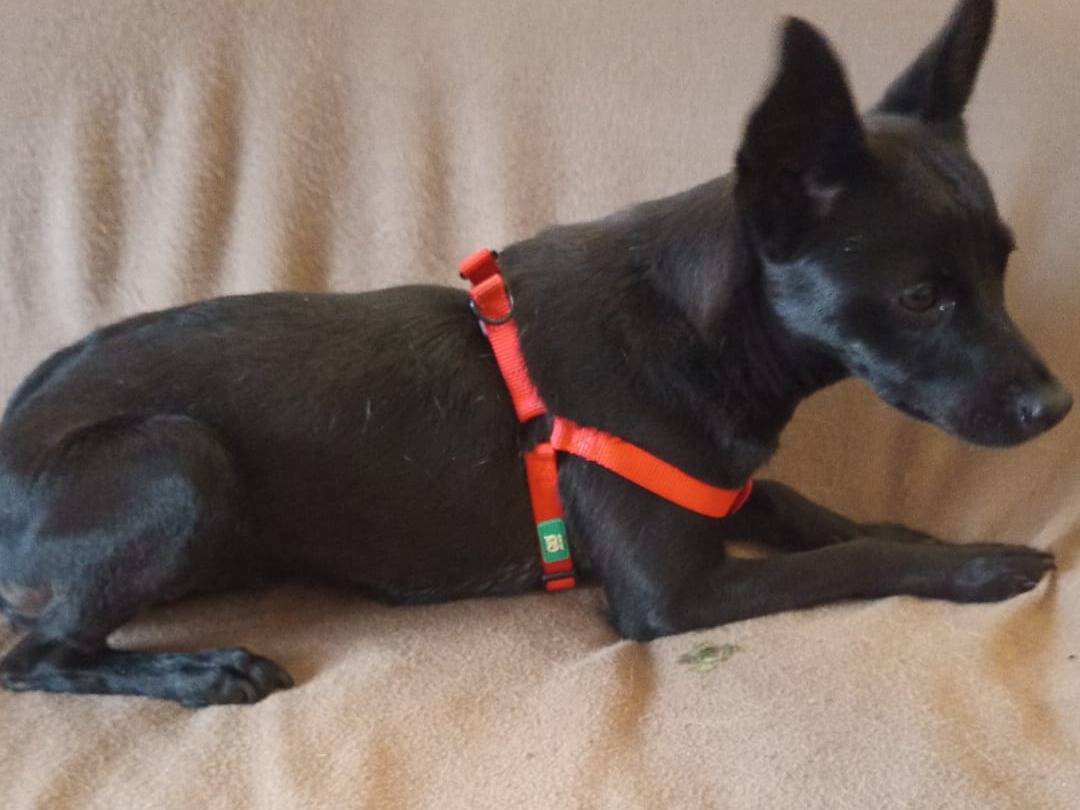Adotta un cane, taglia piccola, femmina, Avellino