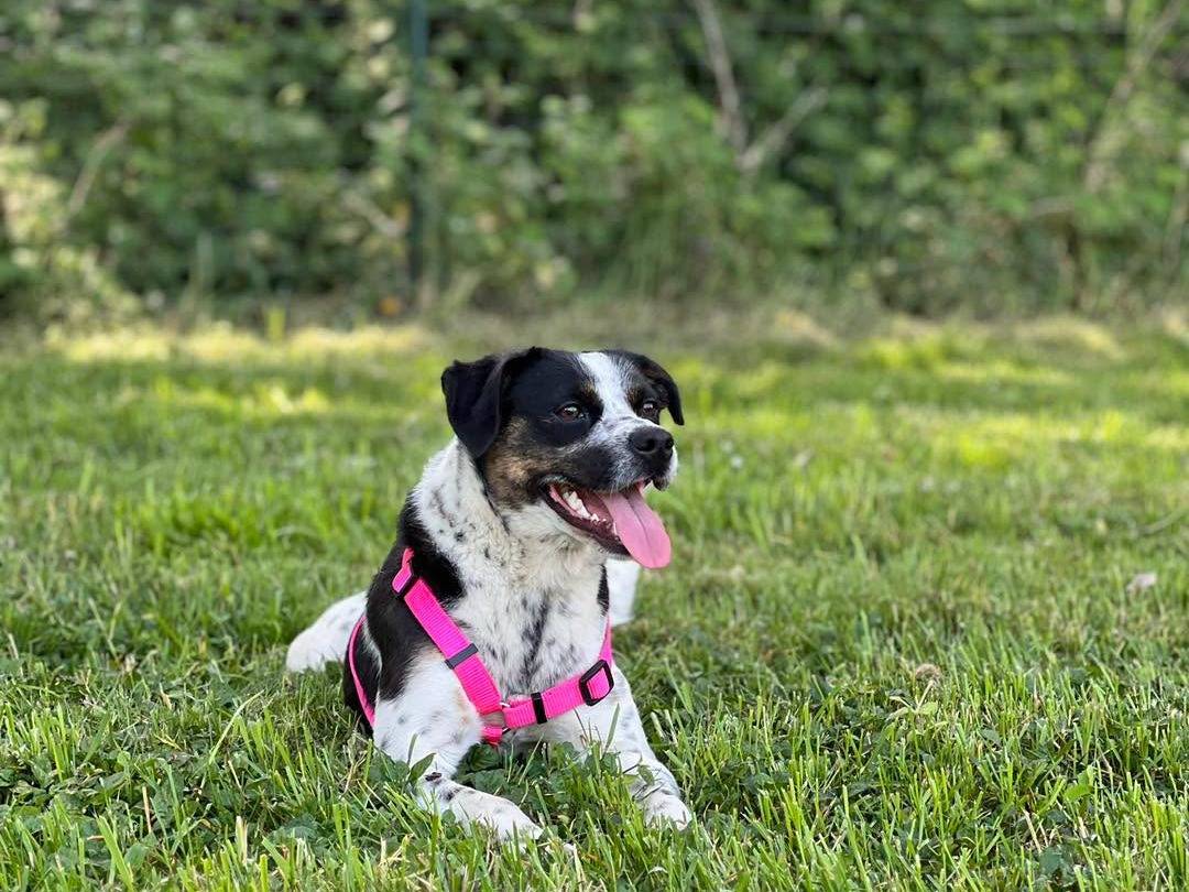 Adozione cane, maschio, Razza sconosciuta Razza sconosciuta, 1 anno e 6 mesi, taglia media contenuta, Bergamo