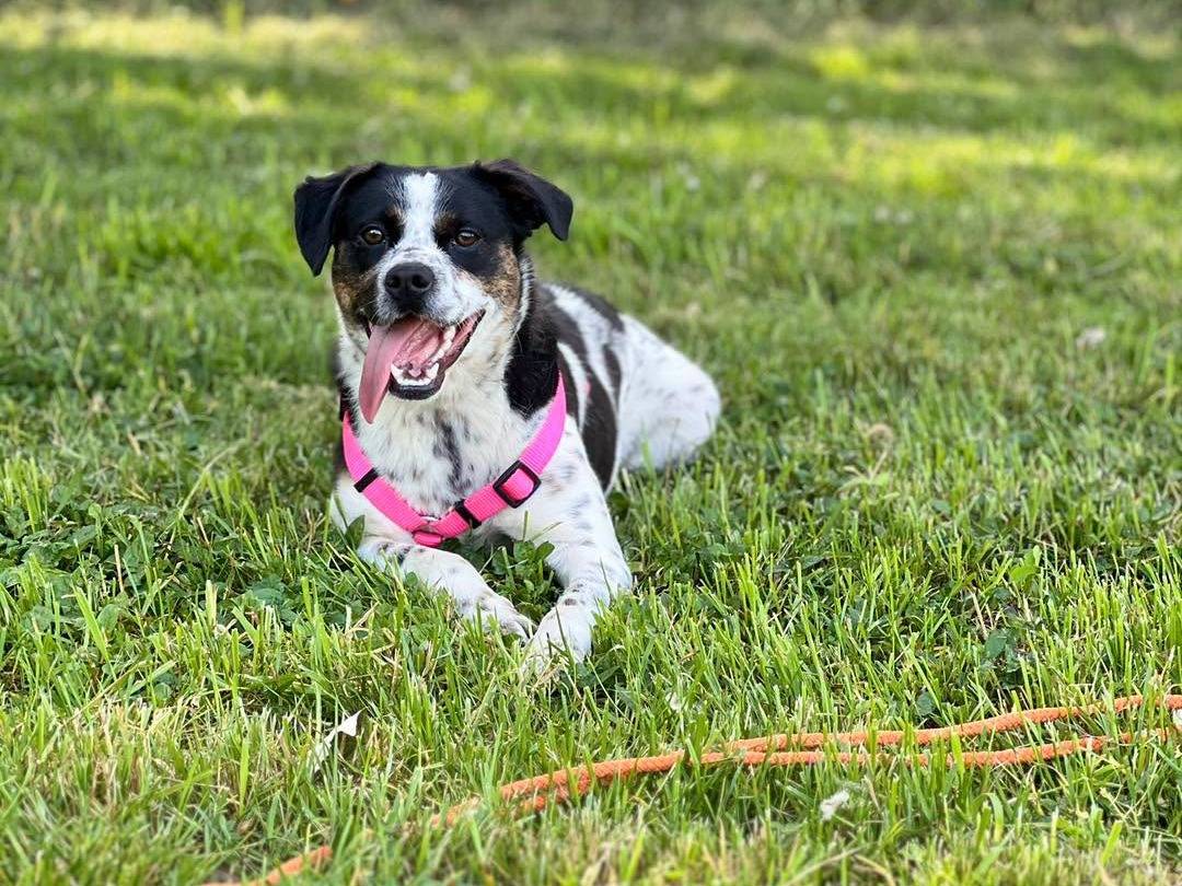 Adotta un cane, maschio, 1 anno e 6 mesi, Bergamo