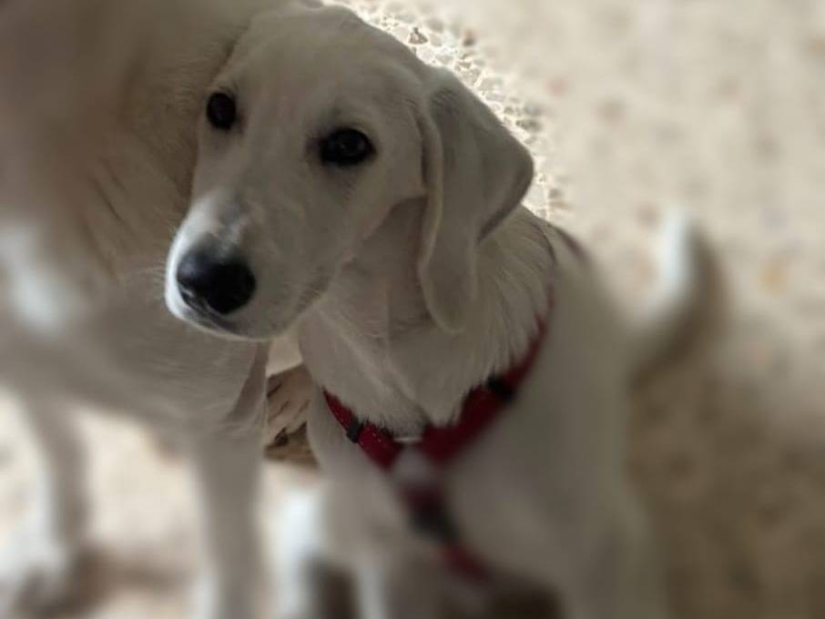 Adozione cane, maschio, Razza sconosciuta Razza sconosciuta, 6 mesi, taglia piccola, Bergamo