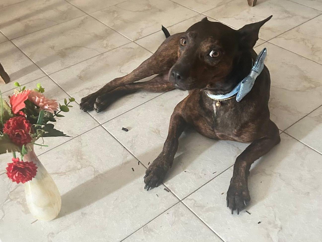 Adozione cane, maschio, Razza sconosciuta Razza sconosciuta, 4 anni e 2 mesi, taglia media contenuta, Caserta