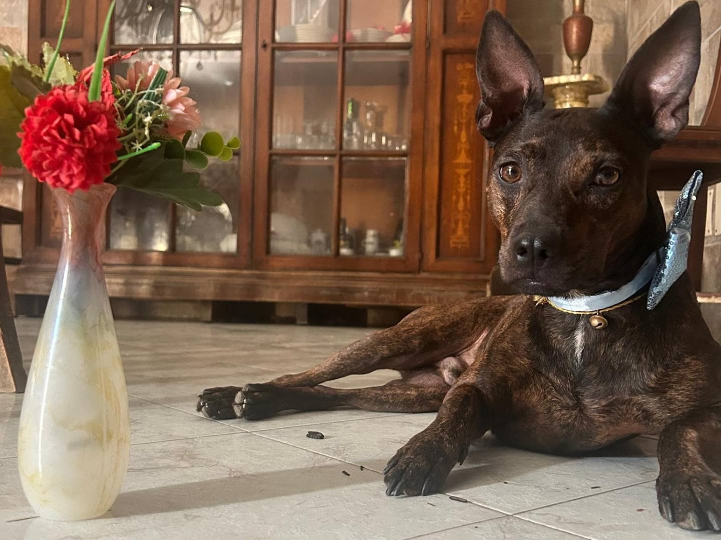 Adotta un cane, maschio, 4 anni e 2 mesi, Caserta
