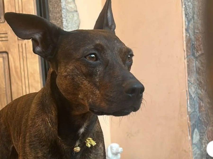 Adotta un cane, taglia media contenuta, maschio, Caserta
