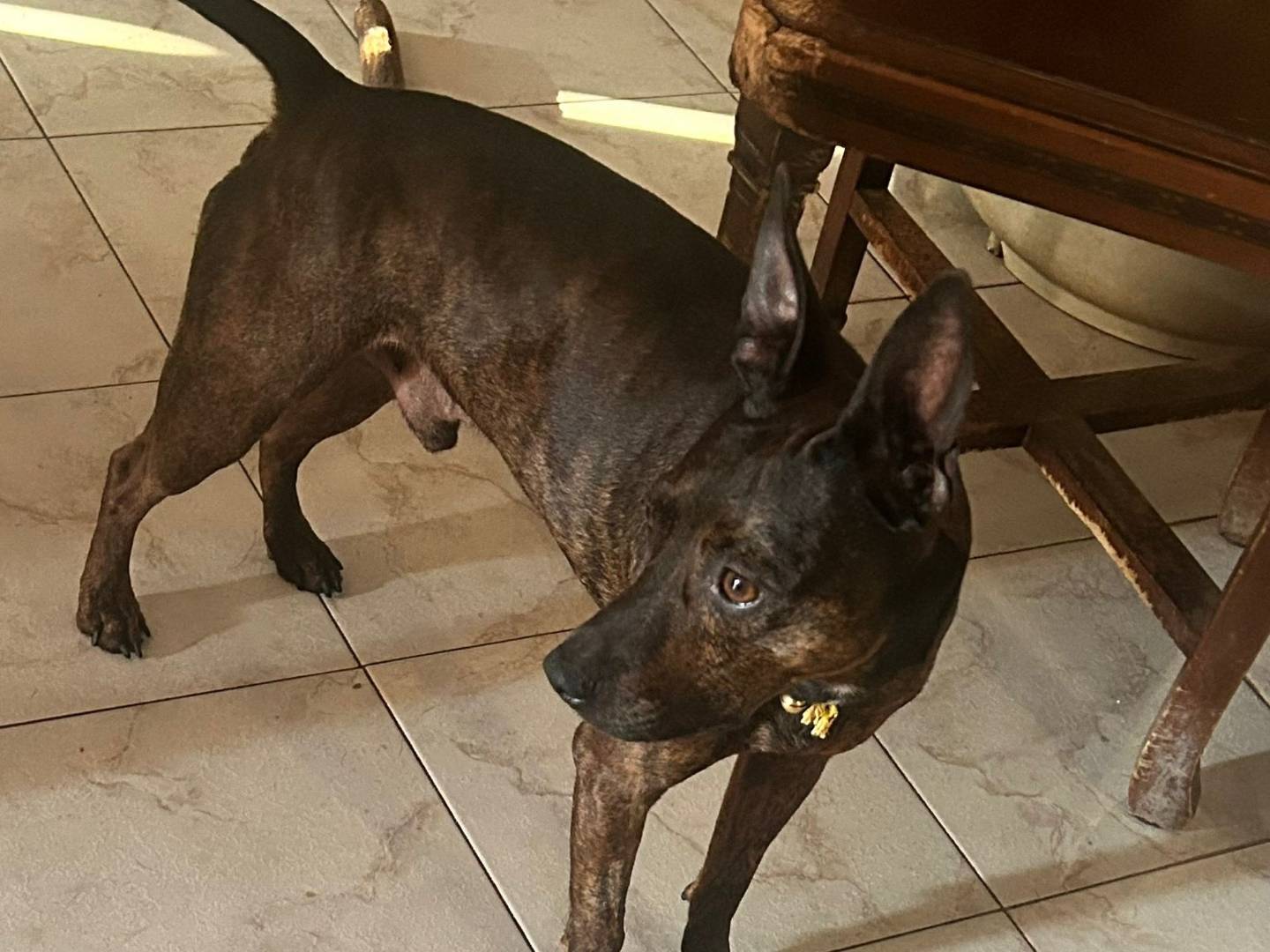 Vuoi adottare un cane a Caserta?