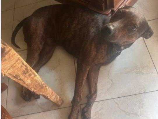 Adotta il cane Syson  a Caserta