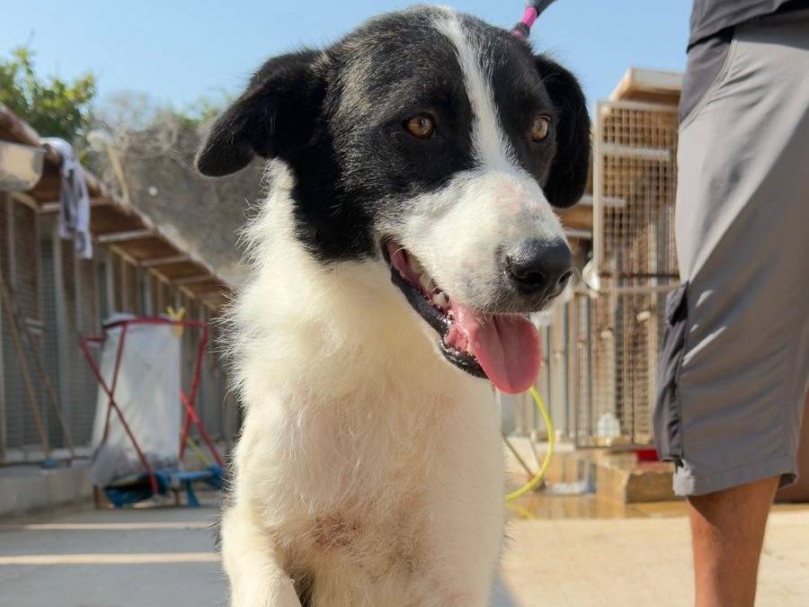 Adozione cane, femmina, Razza sconosciuta Razza sconosciuta, 2 anni e 2 mesi, taglia media, Trapani