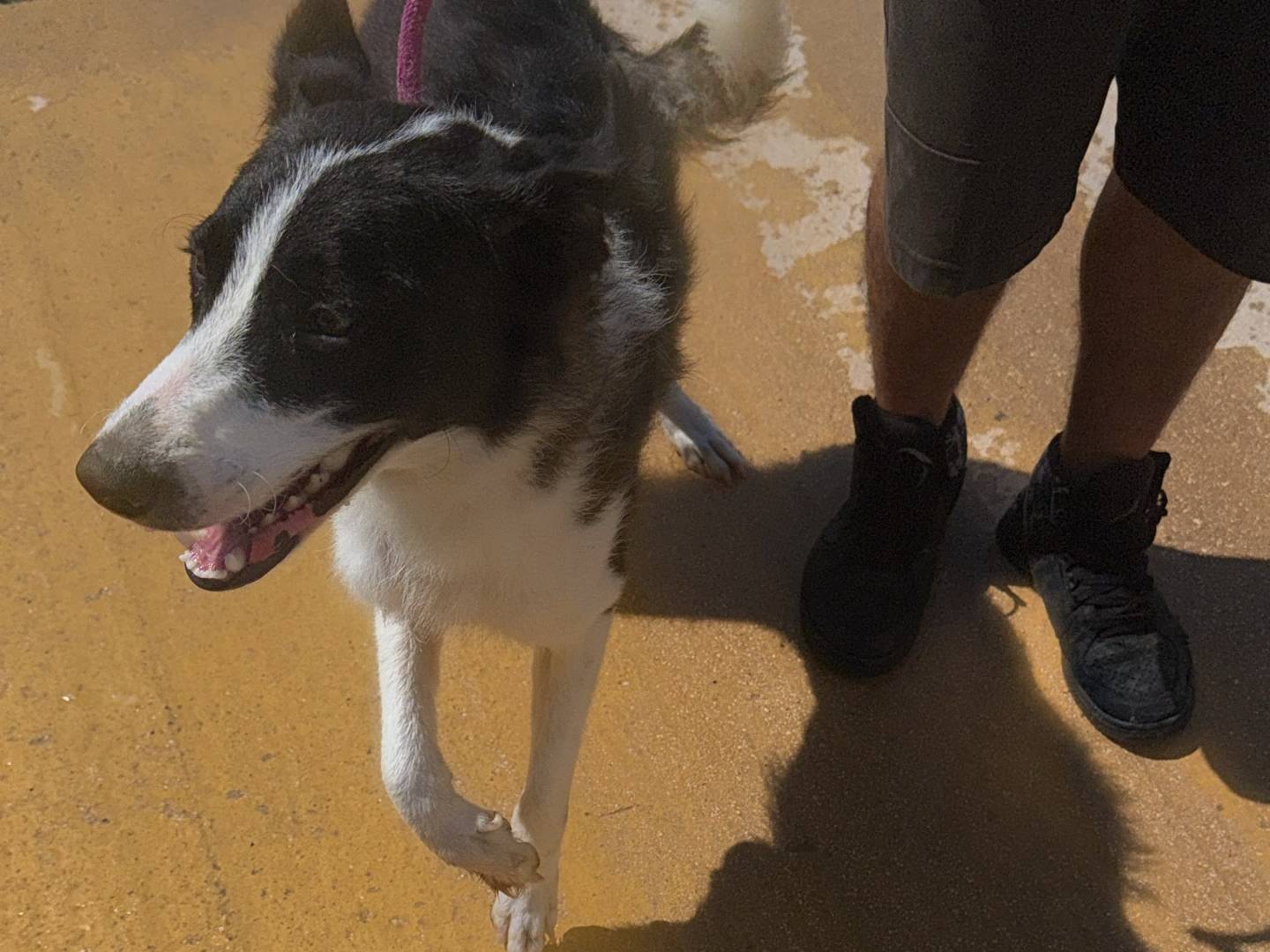 Adotta un cane, femmina, 2 anni e 2 mesi, Trapani