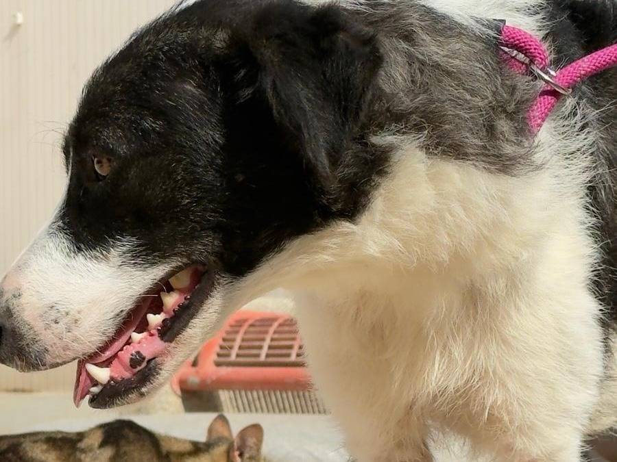 Adotta un cane, taglia media, femmina, Trapani