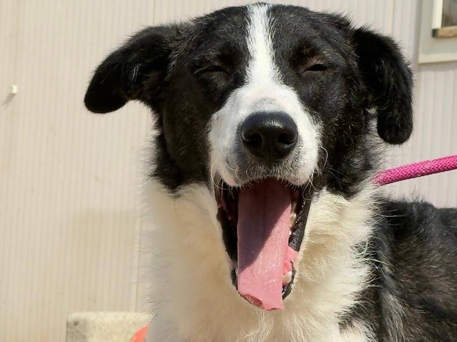 Vuoi adottare un cane a Trapani?