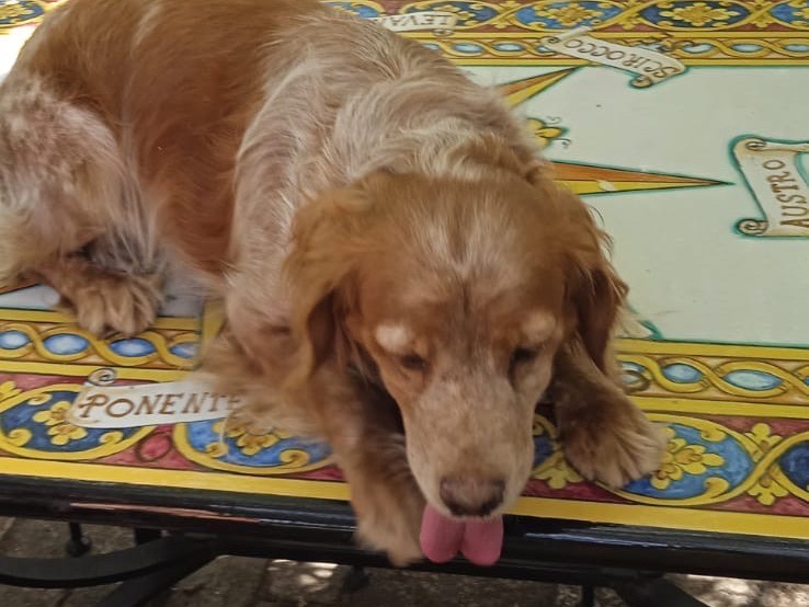 Adotta un cane, femmina, 3 anni e 11 mesi, Salerno