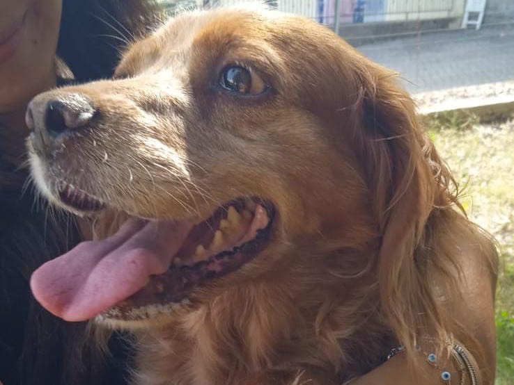 Adozione cane, femmina, Breton Razza sconosciuta, 3 anni e 11 mesi, taglia media contenuta, Salerno