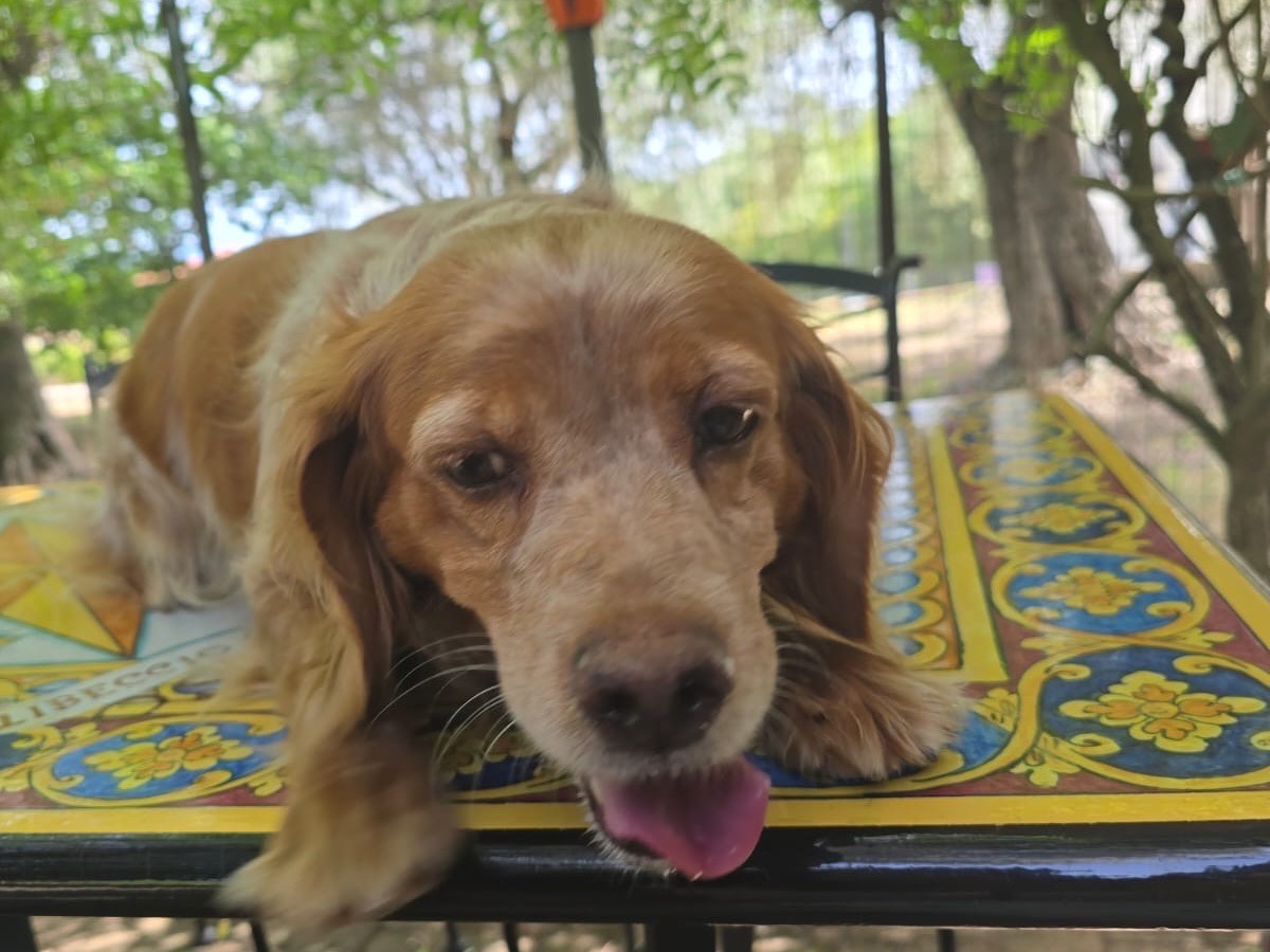 Adotta un cane, taglia media contenuta, femmina, Salerno