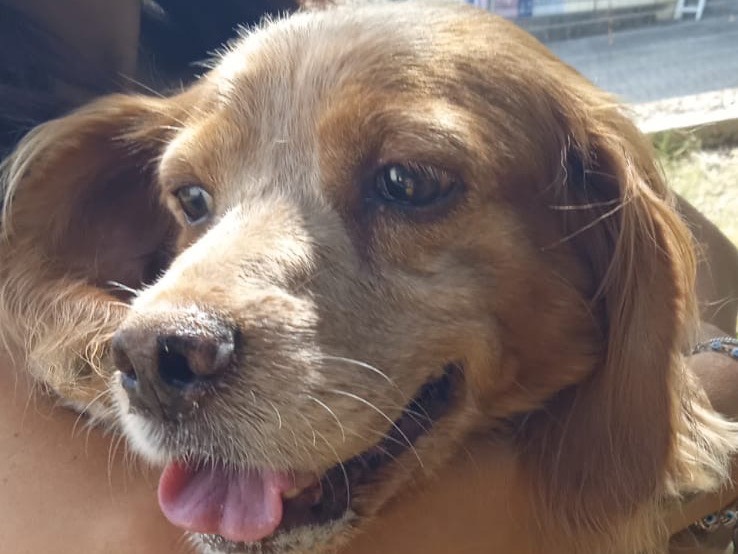 Vuoi adottare un cane a Salerno?