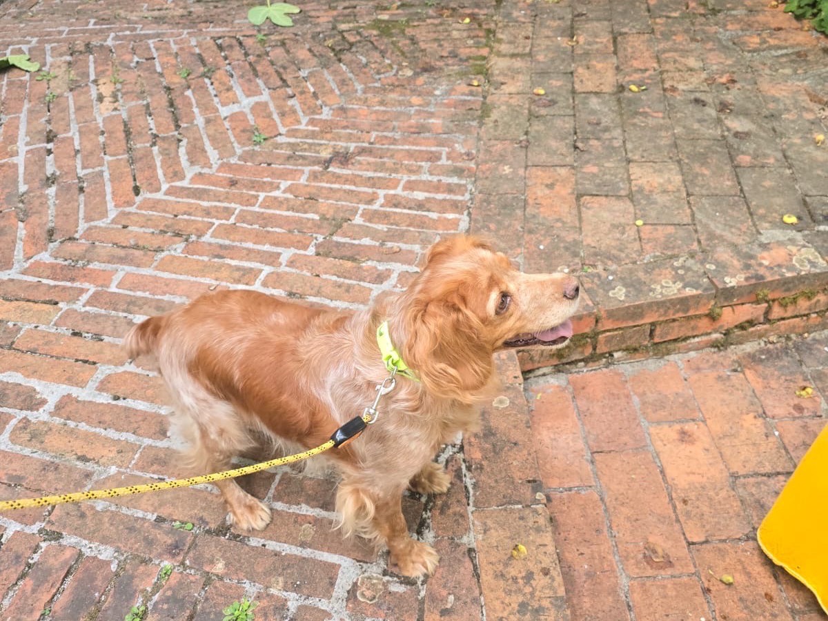 Adotta il cane Anais  a Salerno