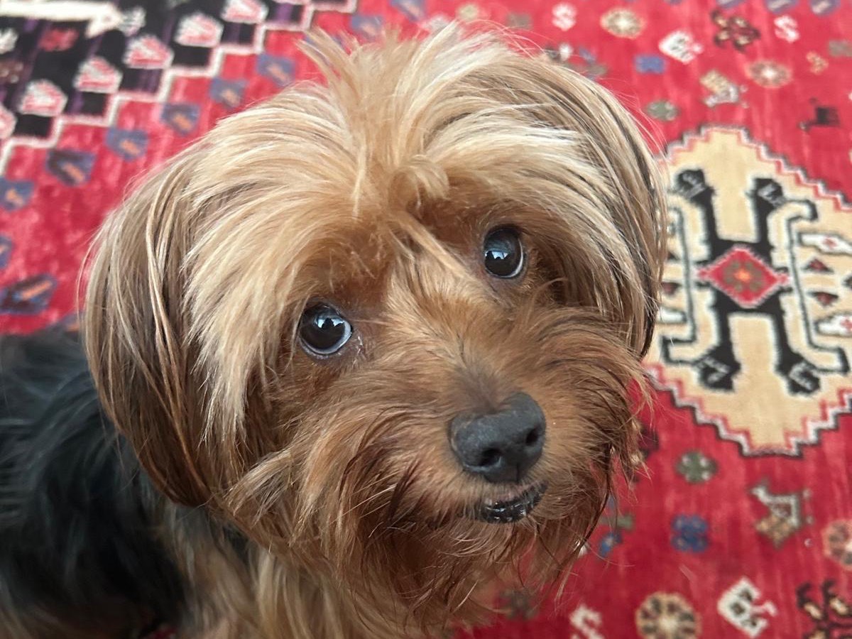 Adozione cane, femmina, Yorkshire Terrier Razza sconosciuta, 7 anni e 3 mesi, taglia piccola, Trapani