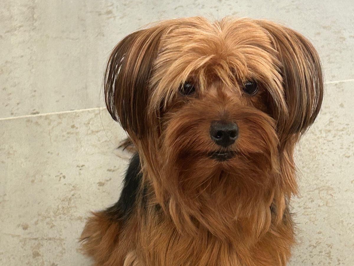 Adotta un cane, femmina, 7 anni e 3 mesi, Trapani