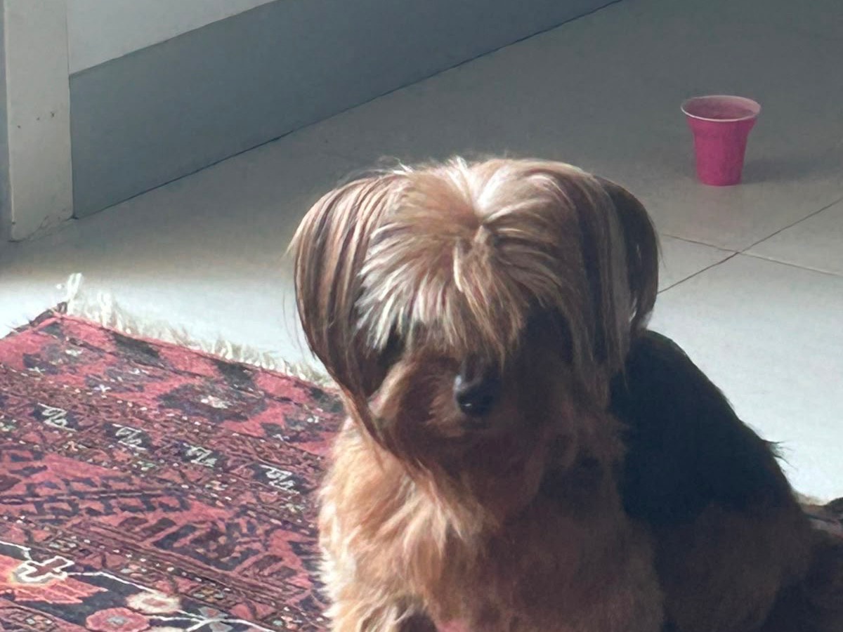 Adotta un cane, taglia piccola, femmina, Trapani