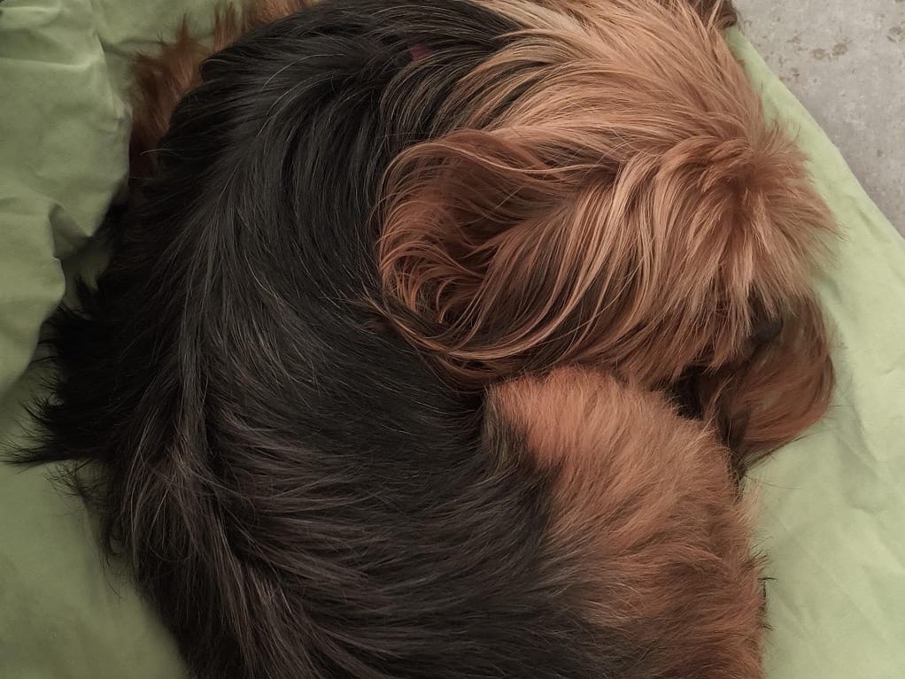 Vuoi adottare un cane a Trapani?
