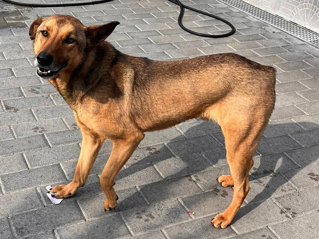 Adozione cane, maschio, Razza sconosciuta Razza sconosciuta, 4 anni e 5 mesi, taglia media, Milano