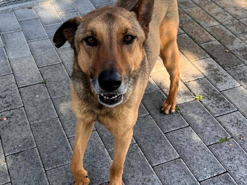 Adotta un cane, maschio, 4 anni e 5 mesi, Milano