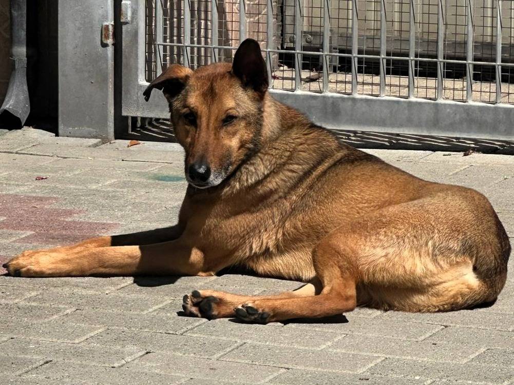 Adotta un cane, taglia media, maschio, Milano
