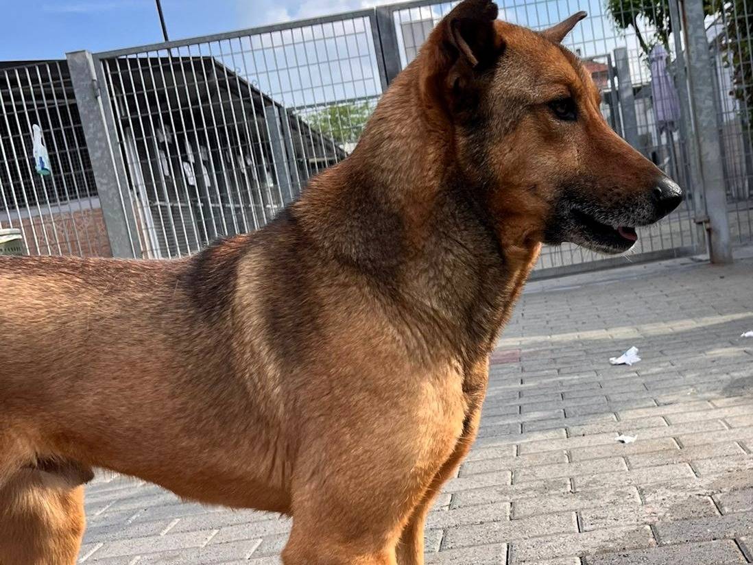 Vuoi adottare un cane a Milano?
