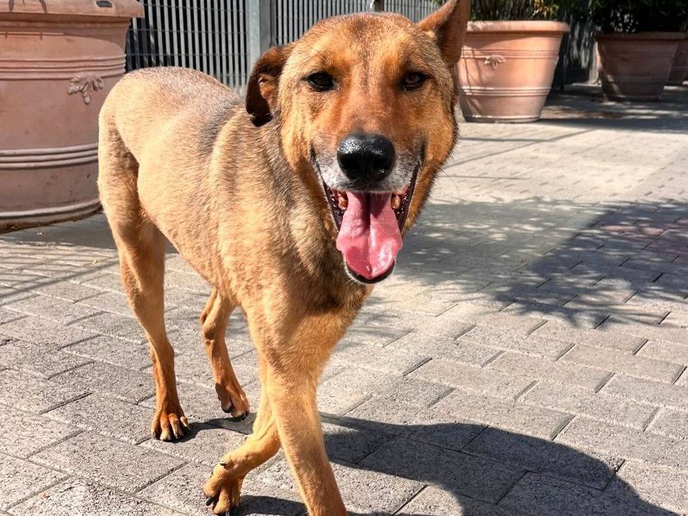 Adotta il cane ULISSE a Milano