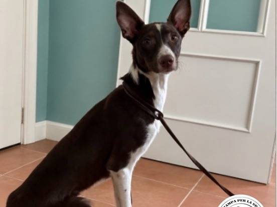 Adozione cane, maschio, Razza sconosciuta Razza sconosciuta, 1 anno e 2 mesi, taglia media contenuta, Milano