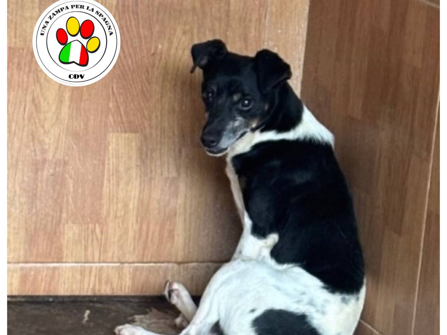 Adozione cane, maschio, Jack Russell Terrier Razza sconosciuta, 4 anni e 11 mesi, taglia piccola, Milano