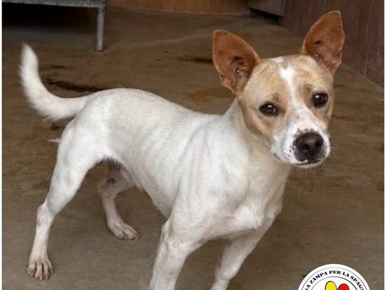 Adozione cane, maschio, Jack Russell Terrier Razza sconosciuta, 1 anno e 1 mese, taglia piccola, Milano