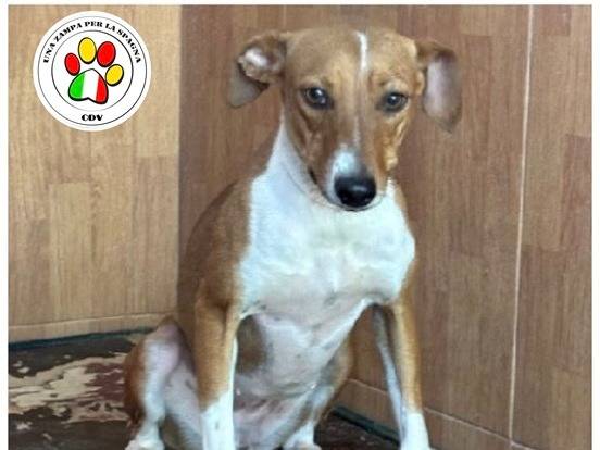 Adozione cane, femmina, Razza sconosciuta Razza sconosciuta, 1 anno, taglia piccola, Milano
