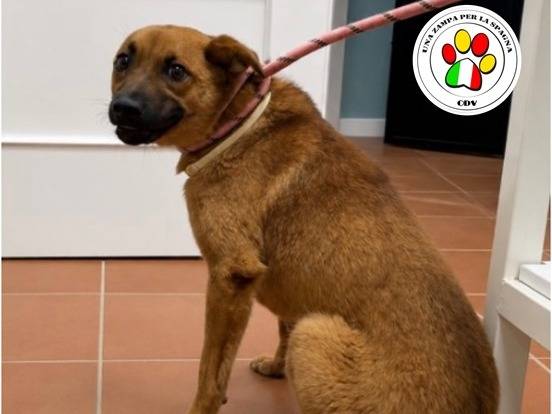 Adozione cane, femmina, Razza sconosciuta Razza sconosciuta, 11 mesi, taglia piccola, Milano
