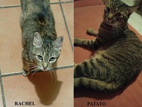 Adozione gatto, femmina, Razza sconosciuta Razza sconosciuta, 5 anni e 10 mesi, taglia non valida, Como
