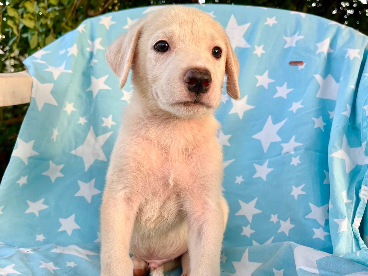 Adozione cane, maschio, Razza sconosciuta Razza sconosciuta, 1 mese, taglia media, Siracusa