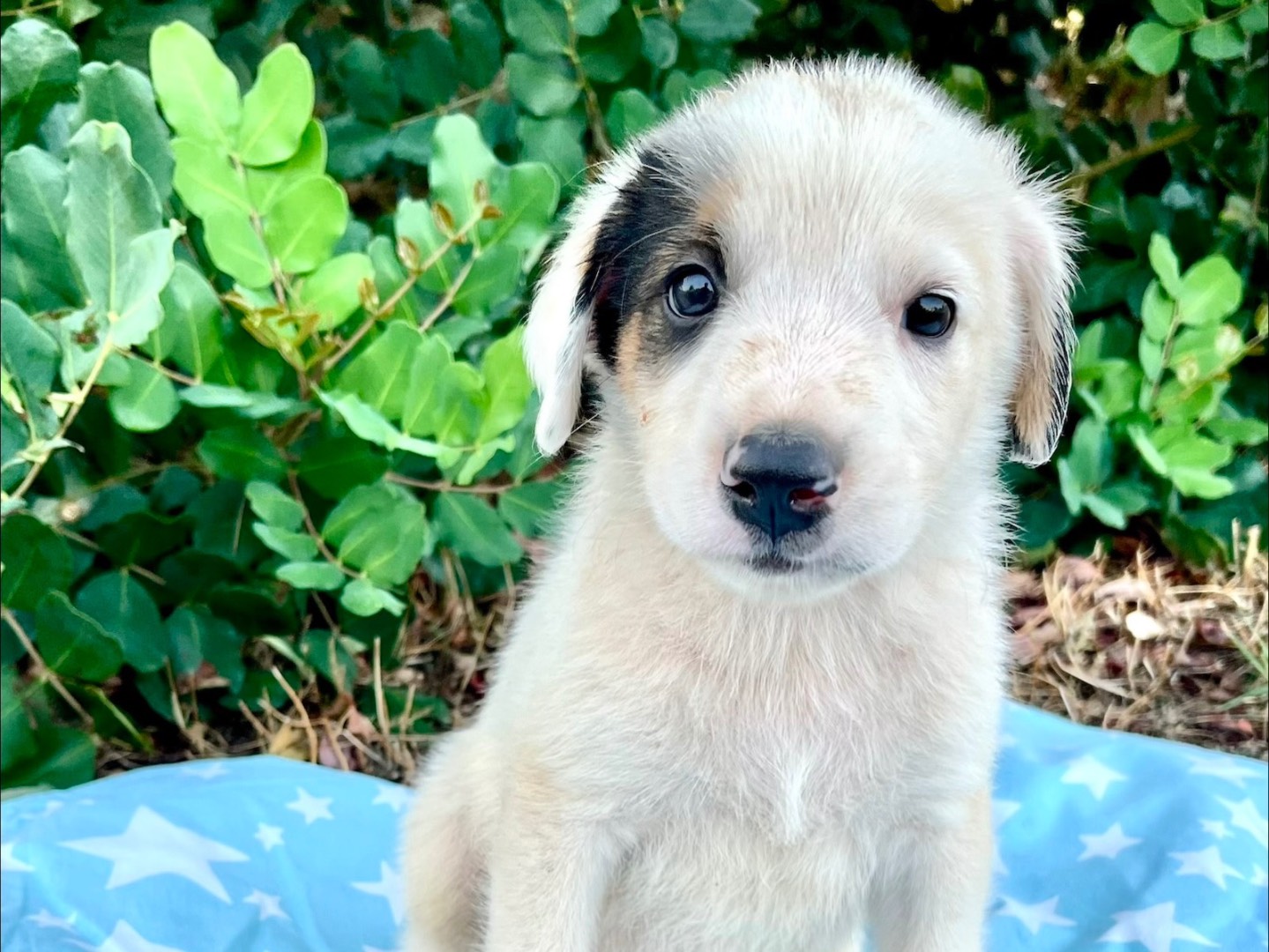 Adozione cane, maschio, Razza sconosciuta Razza sconosciuta, 1 mese, taglia media, Siracusa
