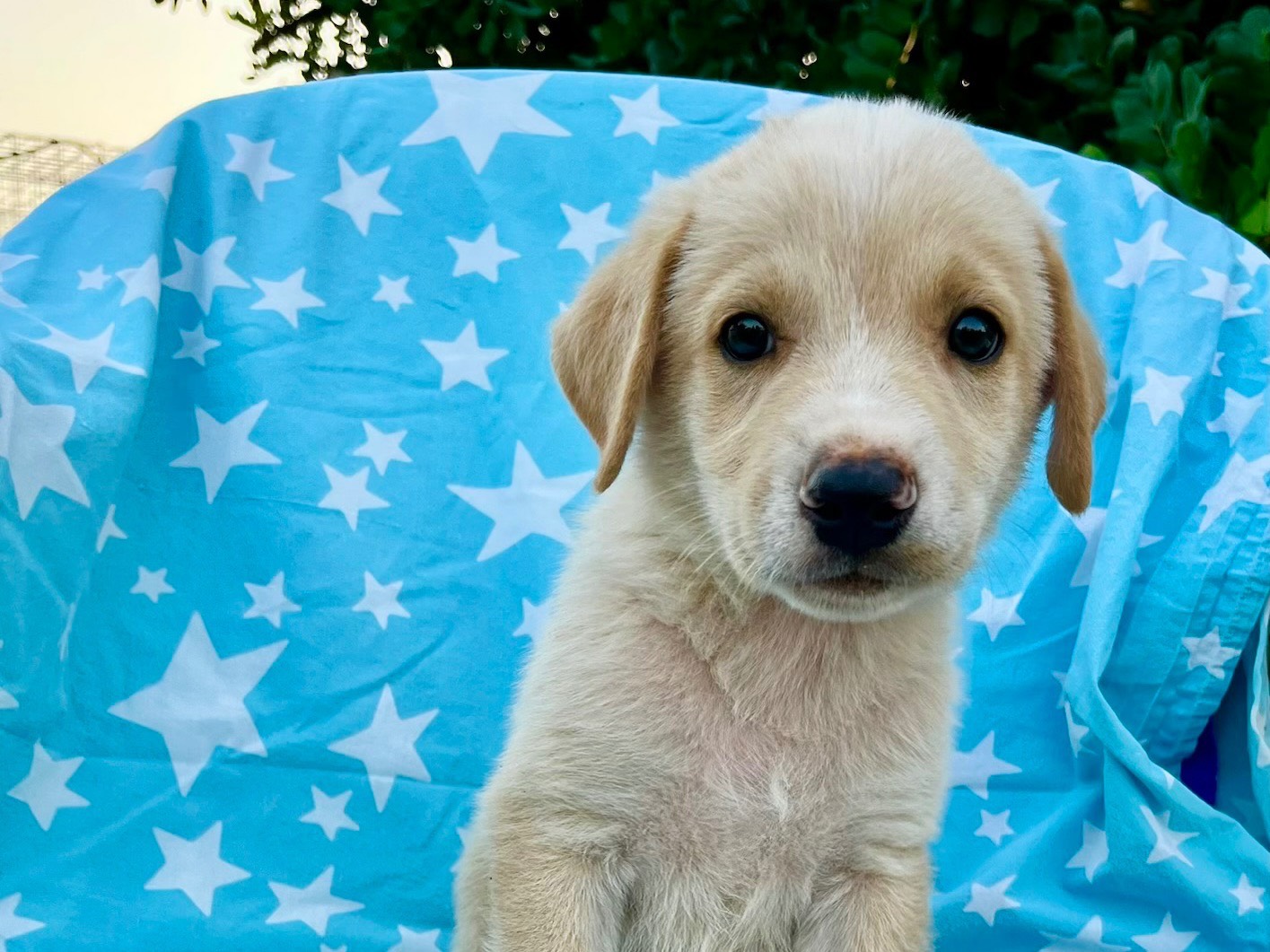 Adozione cane, maschio, Razza sconosciuta Razza sconosciuta, 1 mese, taglia media, Siracusa