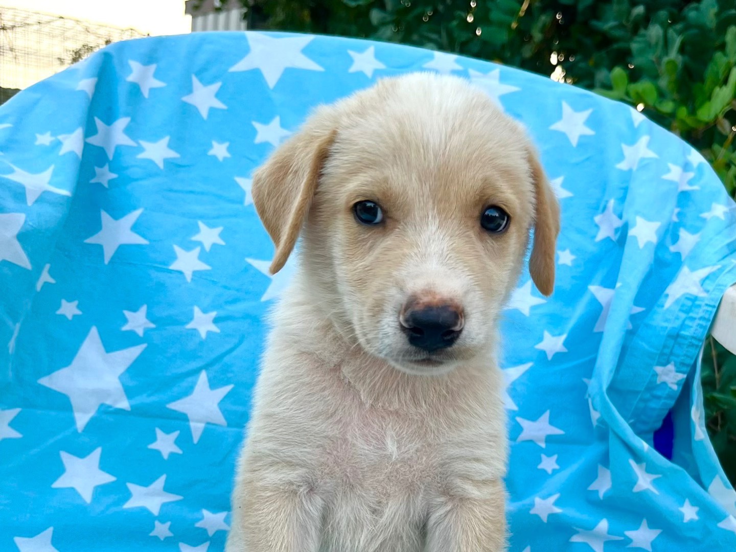 Adozione cane, maschio, Razza sconosciuta Razza sconosciuta, 1 mese, taglia media, Siracusa