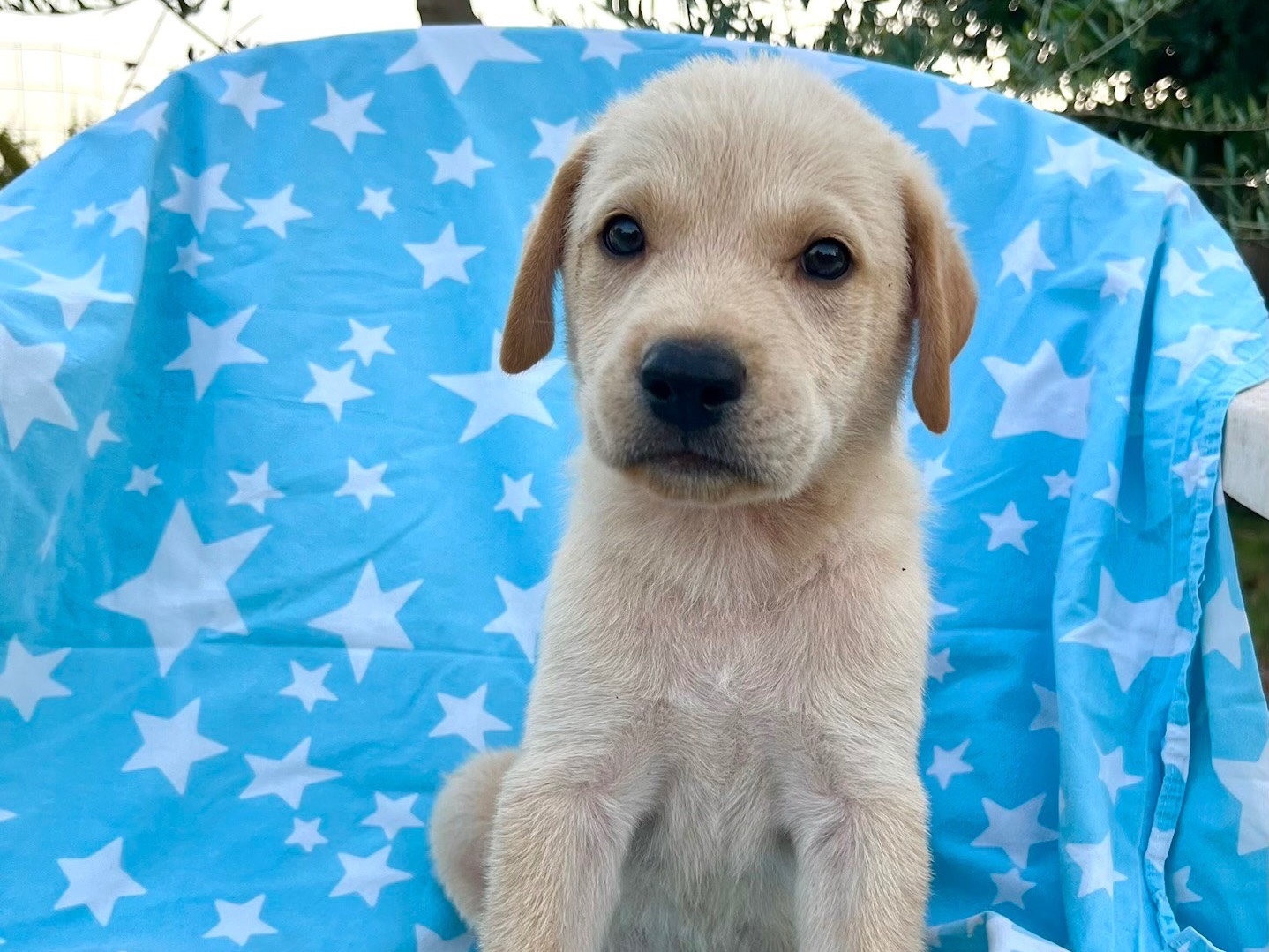 Adozione cane, maschio, Razza sconosciuta Razza sconosciuta, 1 mese, taglia media, Siracusa