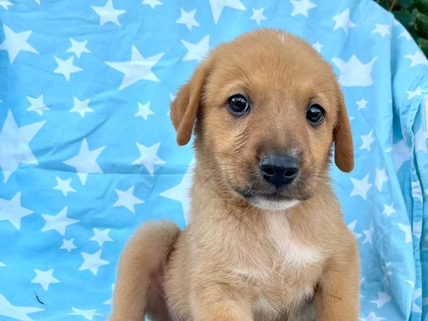 Adozione cane, femmina, Razza sconosciuta Razza sconosciuta, 1 mese, taglia media, Siracusa