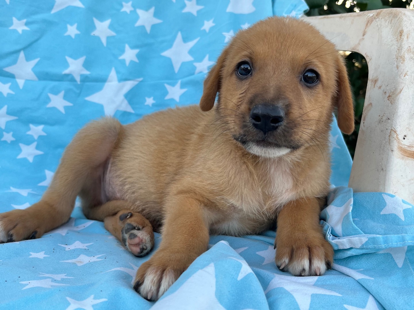 Adotta un cane, femmina, 1 mese, Siracusa