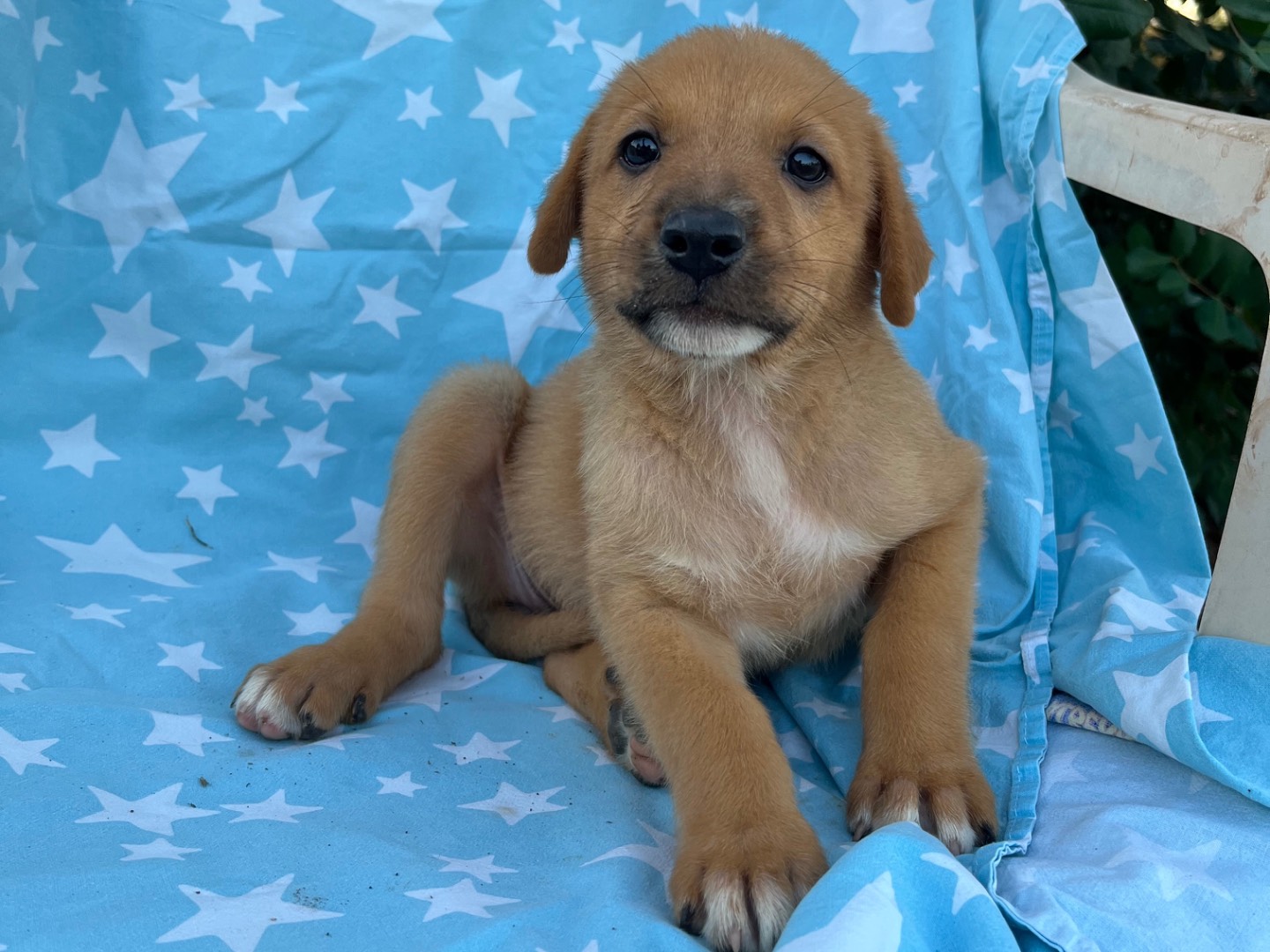 Adotta un cane, taglia media, femmina, Siracusa