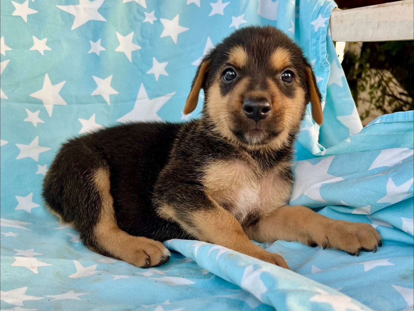 Adozione cane, femmina, Razza sconosciuta Razza sconosciuta, 1 mese, taglia media, Siracusa