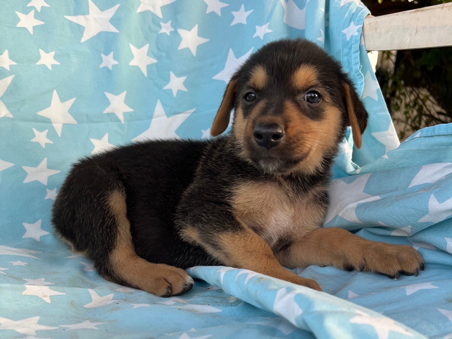 Adotta un cane, femmina, 1 mese, Siracusa