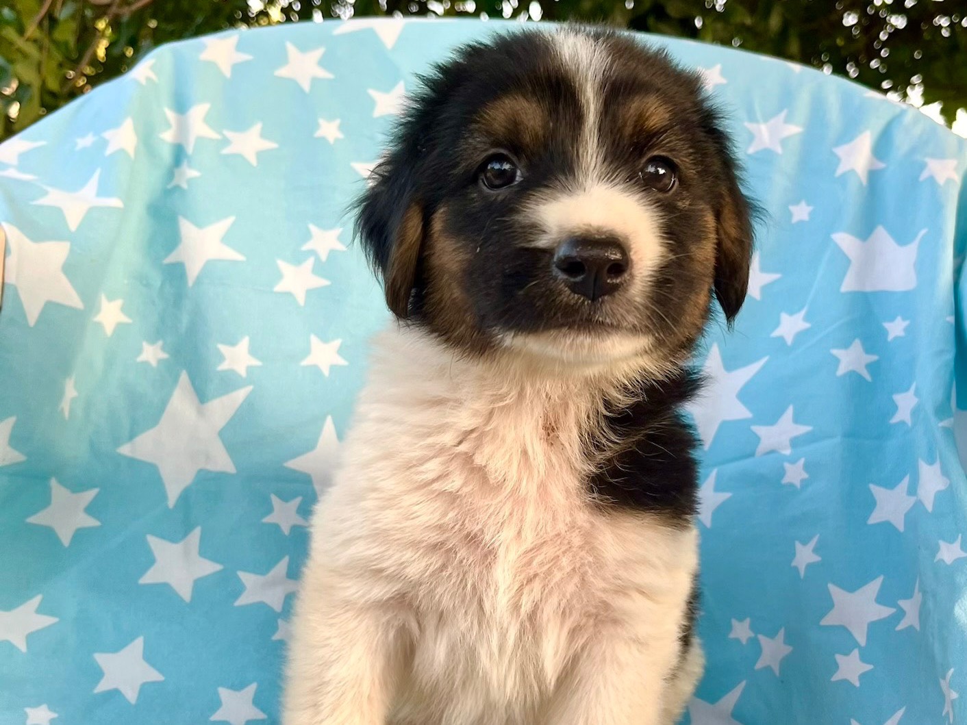 Adozione cane, femmina, Razza sconosciuta Razza sconosciuta, 1 mese, taglia media, Siracusa