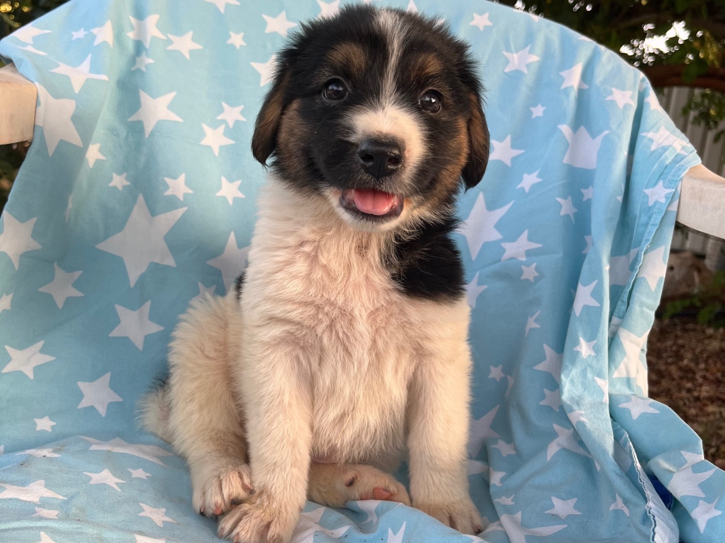 Adotta un cane, femmina, 1 mese, Siracusa