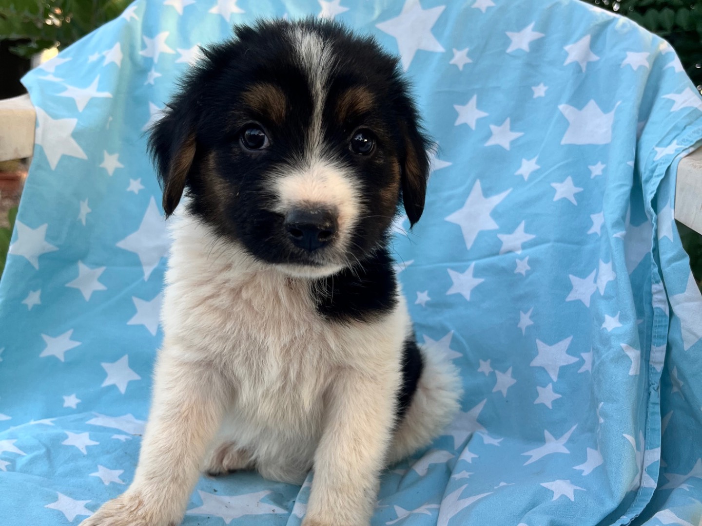 Adotta un cane, taglia media, femmina, Siracusa
