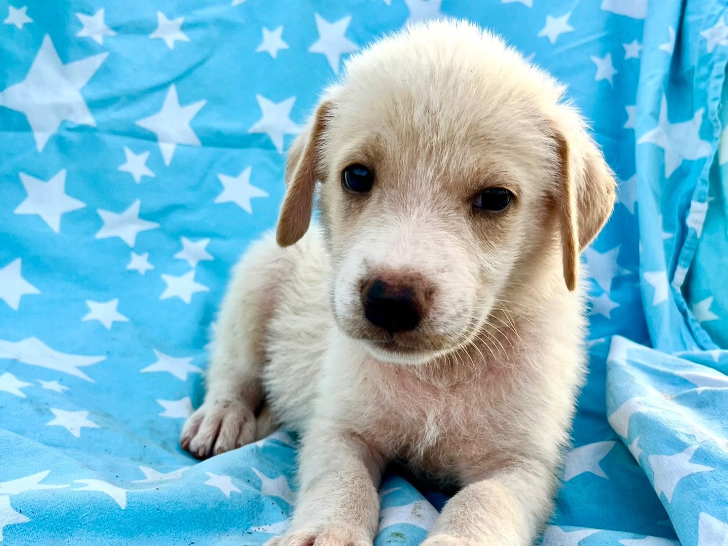 Adozione cane, femmina, Razza sconosciuta Razza sconosciuta, 1 mese, taglia media, Siracusa